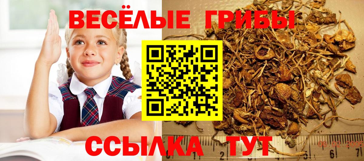 Псилоцибиновые грибы Cubensis Красноярск